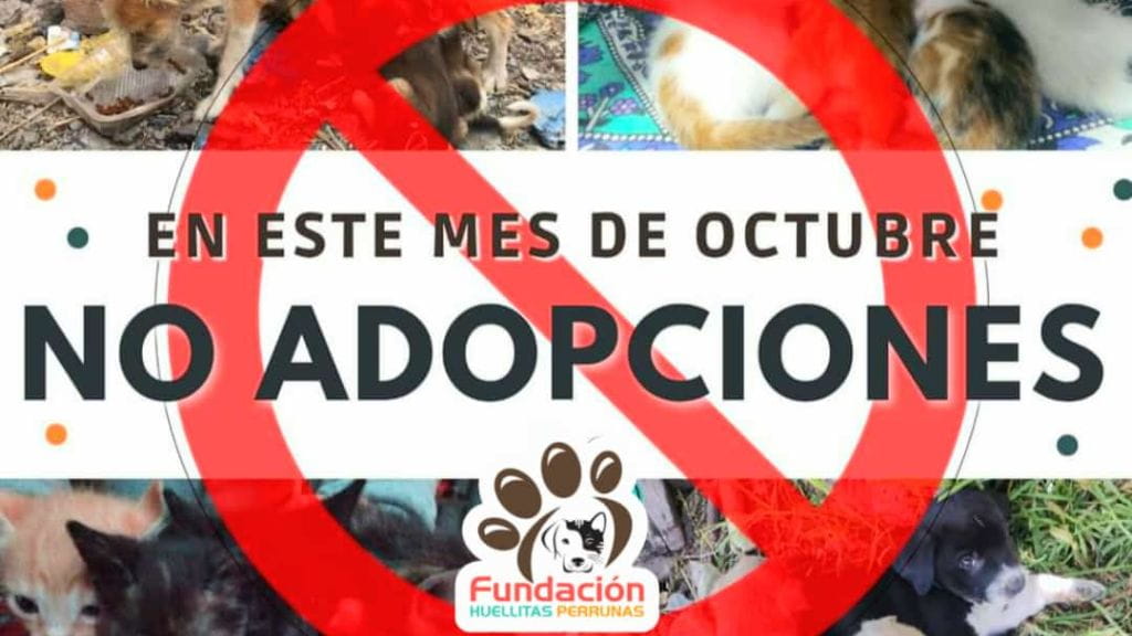 No adopciones Octubre