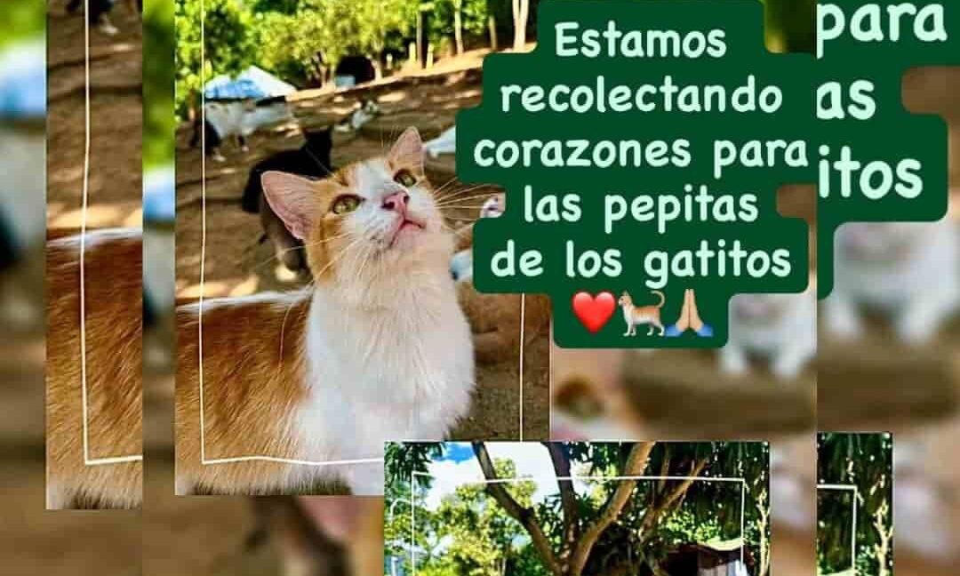 DONAR