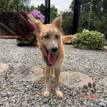 Adopta a Canelo (1)