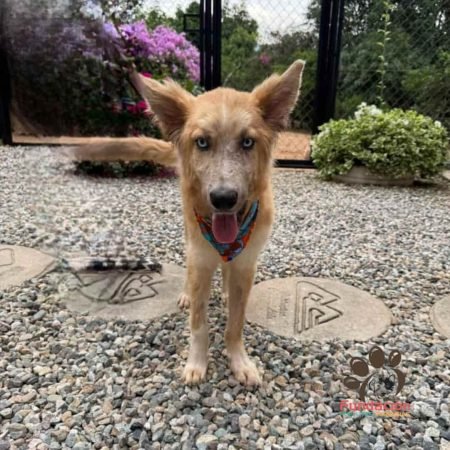 Adopta a Canelo (2)