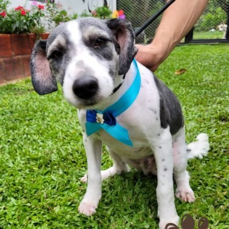 Firulai perro adopción